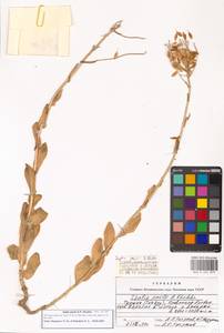 Вайда выемчатая Kar. & Kir., Зарубежная Азия (ASIA) (Турция)