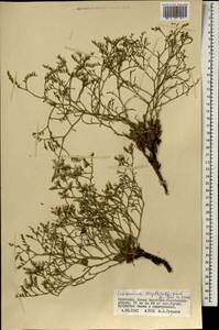 Кермек золотистый (L.) Chaz., Монголия (MONG) (Монголия)