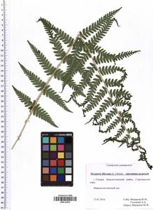 Щитовник мужской (L.) Schott, Восточная Европа, Средневолжский район (E8) (Россия)