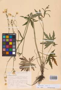 Лютик едкий L., Восточная Европа, Нижневолжский район (E9) (Россия)