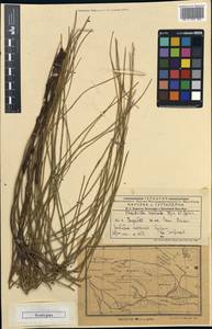 Chondrilla arenicola, Средняя Азия и Казахстан, Муюнкумы, Прибалхашье и Бетпак-Дала (M9) (Казахстан)