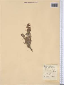 Salvia dorrii (Kellogg) Abrams, Америка (AMER) (США)