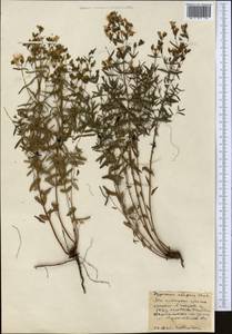 Зверобой изящный Steph. ex Willd., Средняя Азия и Казахстан, Северный и Центральный Казахстан (M10) (Казахстан)