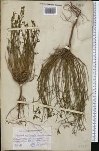Cynanchica pyrenaica subsp. cynanchica (L.) P.Caputo & Del Guacchio, Средняя Азия и Казахстан, Северный и Центральный Казахстан (M10) (Казахстан)