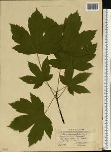 Клен ложноплатановый L., Восточная Европа, Западно-Украинский район (E13) (Украина)