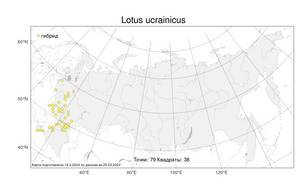 Lotus ucrainicus, Лядвенец украинский Klokov, Атлас флоры России (FLORUS) (Россия)