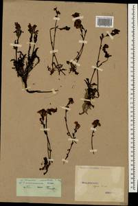 Мытник Нордманна Bunge, Кавказ, Ставропольский край, Карачаево-Черкесия, Кабардино-Балкария (K1b) (Россия)