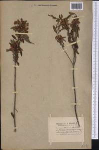 Kalmia angustifolia subsp. carolina (Small) A. Haines, Америка (AMER) (США)