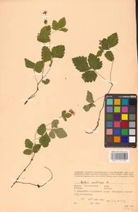 Малина арктическая, Княженика, Поленика L., Восточная Европа, Восточный район (E10) (Россия)