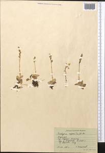 Гудайера ползучая (L.) R.Br., Средняя Азия и Казахстан, Северный и Центральный Тянь-Шань (M4) (Киргизия)