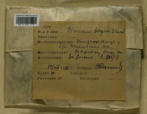 Dicranum undulatum Schrad. ex Brid., Гербарий мохообразных, Мхи - Центральное Нечерноземье (B6) (Россия)
