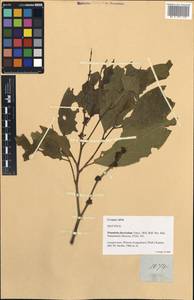 Rinorea bengalensis (Wall.) Kuntze, Зарубежная Азия (ASIA) (Филиппины)