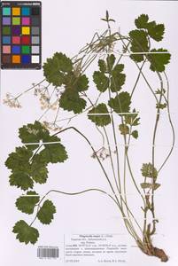 Бедренец большой (L.) Huds., Восточная Европа, Северо-Западный район (E2) (Россия)