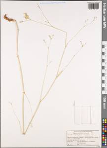 Dichoropetalum munbyi (Boiss.) Pimenov & Kljuykov, Африка (AFR) (Марокко)