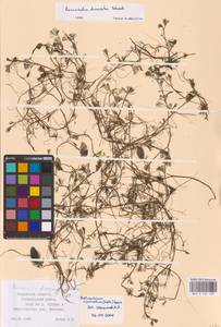 Водяной лютик завитой, Шелковник завитой Sibth., Восточная Европа, Центральный район (E4) (Россия)