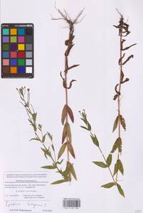 Кипрей четырехгранный L., Восточная Европа, Московская область и Москва (E4a) (Россия)