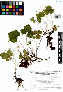 Geum ternatum subsp. ternatum, Сибирь, Прибайкалье и Забайкалье (S4) (Россия)