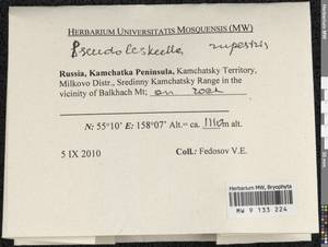Pseudoleskeella rupestris (Berggr.) Hedenäs & L. Söderstr., Гербарий мохообразных, Мхи - Чукотка и Камчатка (B21) (Россия)