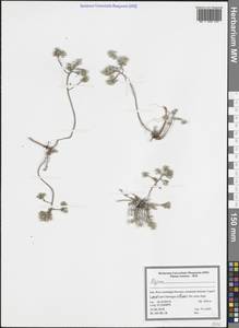 Бурачок, Зарубежная Азия (ASIA) (Иран)