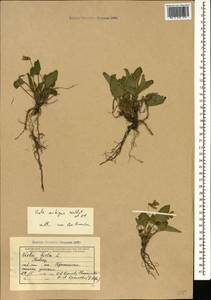 Фиалка сомнительная Waldst. & Kit., Кавказ, Черноморское побережье (от Новороссийска до Адлера) (K3) (Россия)