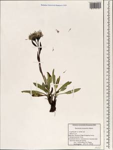 Saussurea phaeantha Maxim., Зарубежная Азия (ASIA) (КНР)