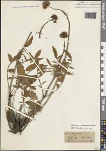 Валериана сердечниковая M.Bieb., Кавказ, Северная Осетия, Ингушетия и Чечня (K1c) (Россия)