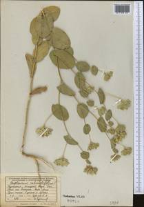 Володушка круглолистная L., Средняя Азия и Казахстан, Копетдаг, Бадхыз, Малый и Большой Балхан (M1) (Туркмения)