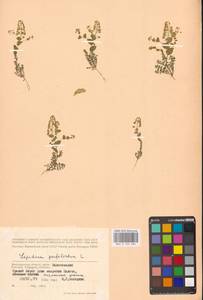 Клоповник пронзеннолистный L., Восточная Европа, Нижневолжский район (E9) (Россия)