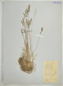 Koeleria subalpestris (Hartm.) Barberá, Quintanar, Soreng & P.M.Peterson, Сибирь, Дальний Восток (S6) (Россия)