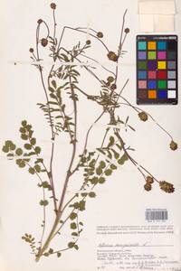 Poterium sanguisorba subsp. sanguisorba, Восточная Европа, Нижневолжский район (E9) (Россия)