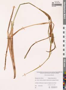 Осока пузыреватая Meinsh., Сибирь, Чукотка и Камчатка (S7) (Россия)