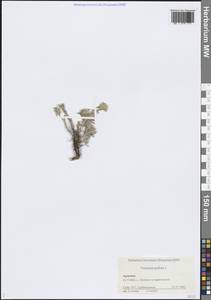 Дубровник белый, Дубровник беловойлочный L., Кавказ, Армения (K5) (Армения)