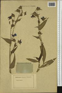 Коммелина небесно-голубая Willd., Западная Европа (EUR) (Неизвестно)