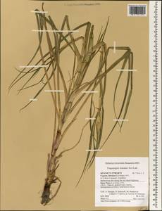 Tragopogon porrifolius subsp. porrifolius, Зарубежная Азия (ASIA) (Кипр)
