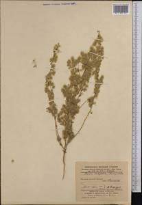 Bassia eriophora (Steph. ex M. Bieb.) Kuntze, Средняя Азия и Казахстан, Каракумы (M6) (Туркмения)