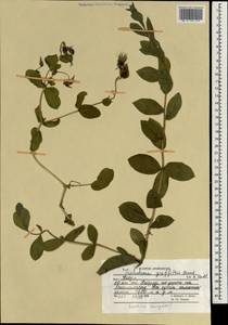 Trichodesma griffithii (Brand) Riedl, Зарубежная Азия (ASIA) (Афганистан)