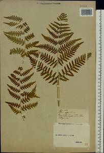 Pteridium aquilinum subsp. pinetorum (C. N. Page & R. R. Mill) J. A. Thomson, Восточная Европа, Средневолжский район (E8) (Россия)
