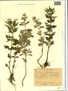 Marrubium parviflorum subsp. parviflorum, Восточная Европа, Ростовская область (E12a) (Россия)