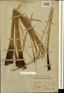 Ситник искривленный L., Кавказ, Азербайджан (K6) (Азербайджан)