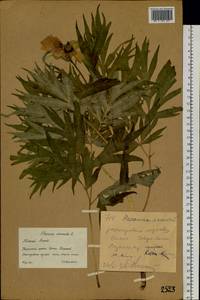 Пион уклоняющийся, Марьин корень L., Сибирь, Западный (Казахстанский) Алтай (S2a) (Казахстан)