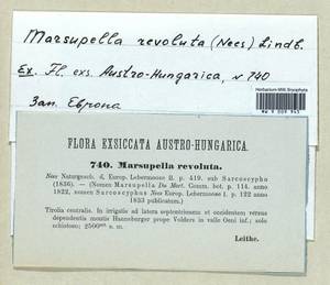 Gymnomitrion revolutum (Nees) H. Philib., Гербарий мохообразных, Мхи - Западная Европа (BEu) (Австрия)