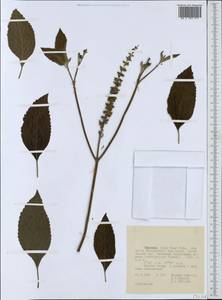 Lamiaceae, Африка (AFR) (Эфиопия)