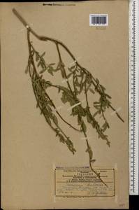 Chrysojasminum fruticans (L.) Banfi, Кавказ, Азербайджан (K6) (Азербайджан)