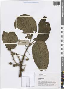 Sloanea tomentosa (Benth.) Rehder & E. H. Wilson, Зарубежная Азия (ASIA) (Вьетнам)