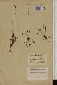 Drosera superrotundifolio-longifolia Gren., Западная Европа (EUR) (Швейцария)