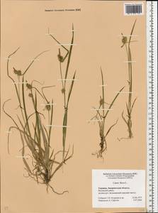 Осока желтая L., Восточная Европа, Западно-Украинский район (E13) (Украина)