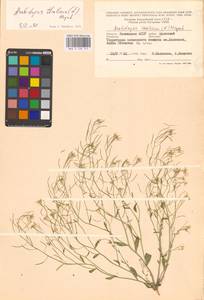 Резушка Таля, Резуховидка Таля (L.) Heynh., Восточная Европа, Нижневолжский район (E9) (Россия)