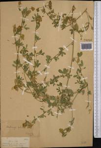 Люцерна серповидная L., Средняя Азия и Казахстан, Джунгарский Алатау и Тарбагатай (M5) (Казахстан)