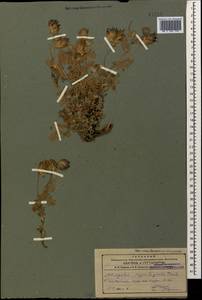 Astragalus saganlugensis Trautv., Кавказ, Азербайджан (K6) (Азербайджан)