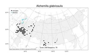 Alchemilla glabricaulis, Манжетка голостебельная H. Lindb., Атлас флоры России (FLORUS) (Россия)